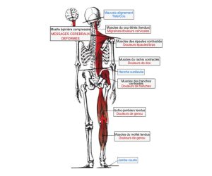 ENM ® - Atlas spécifique